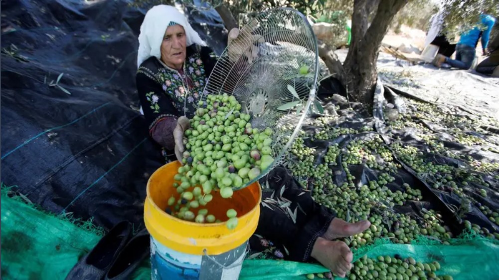 A Palestinian woman wearing traditional embroidered clothing sorts freshly picked olives into a yellow bucket under an olive tree during the harvest season.