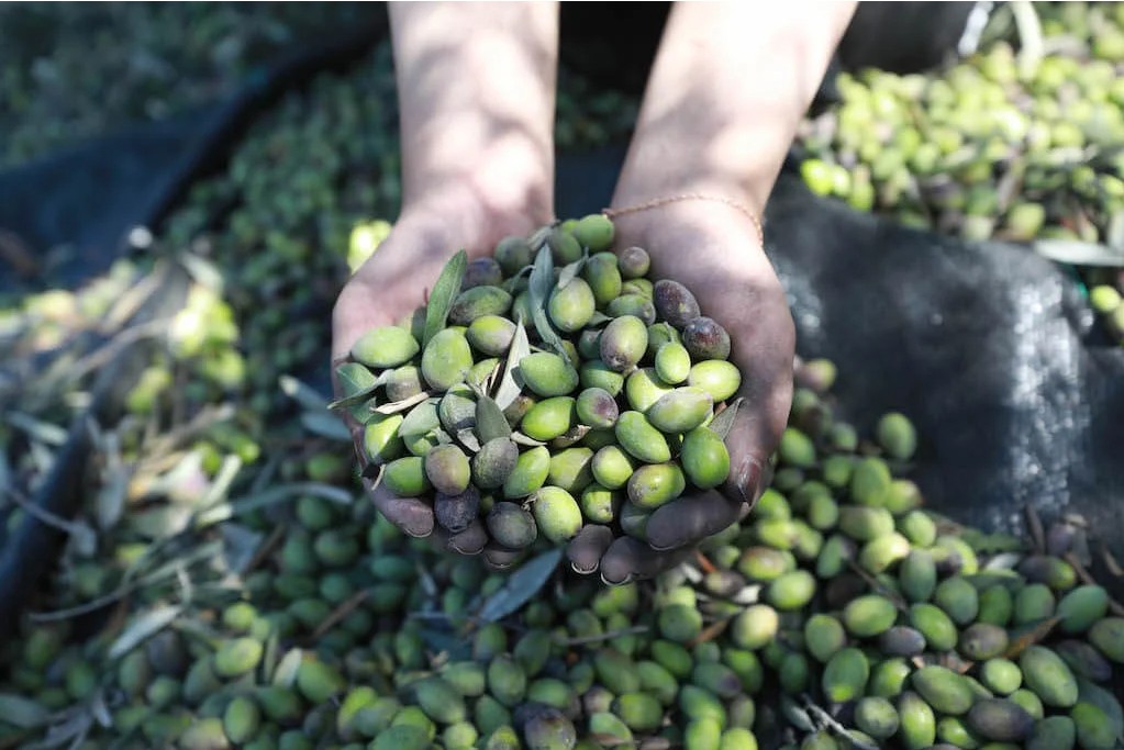 Hands harvesting olives on a keffiyeh cloth.